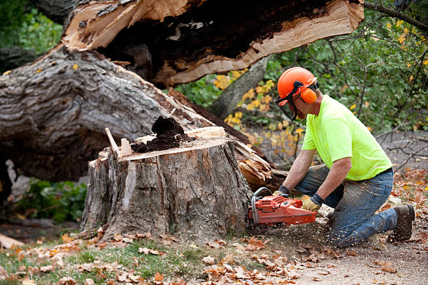 Reliable Ixonia, WI Tree Removal Solutions